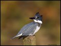_2SB7072 belted kingfisher